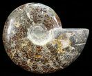 Polished, Agatized Ammonite (Cleoniceras) - Madagascar #60753-1